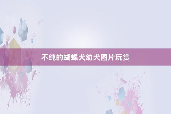 不纯的蝴蝶犬幼犬图片玩赏